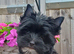 Beautiful Girl Black Yorkshire Terrier Pedigree