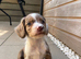 Chocolate Merle cocker spaniel