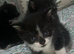 Only 3 left kittens looking for forever homes