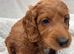 Cavapoo puppies