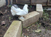 A pair of fanciful pigeons