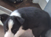 10 week old Border Collies
