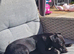 Patterdale puppies