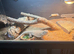 Bearded dragon female