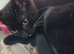 7 month old cat