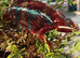 Panther Chameleon F1
