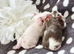 1 boar pair left