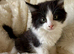 Meet the Shelby Kittens