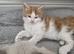 Calico and maincoon kittens