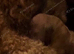 Toy poodle