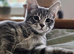 4 beautiful tabby kittens for sell/rehomeing