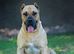 presa x mastiff puppy