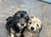 1 Lhasapoos x poodle