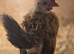 Serama chickens