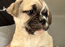 British bulldog cross puppies