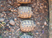 Baby Hermann Tortoises for sale hatched June2026