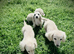 Cream/Blonde long hair dachshund kc reg
