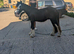 2 year old mini cob gelding