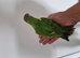 Baby Senegal