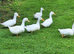 White Ducks