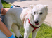 Skye, a beautiful medium-sized girl with clear characteristics of a White Shepherd-type
