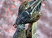 Phyllocrania Paradoxa(ghost mantis)