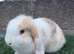 Puree breed mini lop