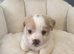 3/4jackrussel1/4chiuhaha