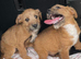 Jack Russell puppies