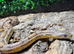 Adult Male Carolina Corn Snake at Birmingham Reptiles