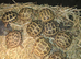 Stunning baby horsefield tortoise