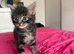 2 female kittens
