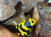 Complete Bioactive Dart Frog Starter Vivarium Setup &ndash; Ideal Beginner Package