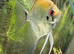 3 angel fish