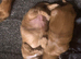 Cocker spaniel pups