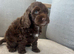 Cockapoo pups