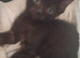 3 kittens for sale
