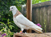 10 Iranian pigeons for sale