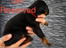 2 female Doberman puppies left