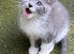 Farm reared kittens (ANGLESEY)