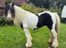 Cob mare
