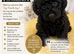 LAST TOYPOODLE