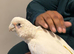Handreard bare eyed cockatoo for sale or px