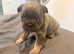 3 beautiful French bulldog puppies
