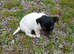 Tiny jack Russell puppy