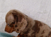 PRA, HEALTH CHECKED, ADORABLE MINIATURE DASHSHOUNDS