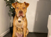 8 month old American Bulldog