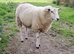 Lleyn Shearlings/Yearlings Rams 14 Months Old
