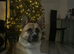 Rehoming 3 year old Akita
