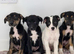 Classic "Old School" Lurcher Puppies - Loving Family Companions